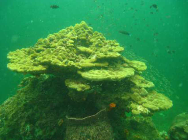 Community based Recreational Fishery and Ecotourism in Sembilan Islands