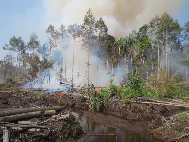 Conservation of Southeast (SE) Portion of North Selangor Peat Swamp Forest (NSPSF) Phase 1 - Bukit Belata (Ext.) Forest Reserve (BBEFR) 2020-2023