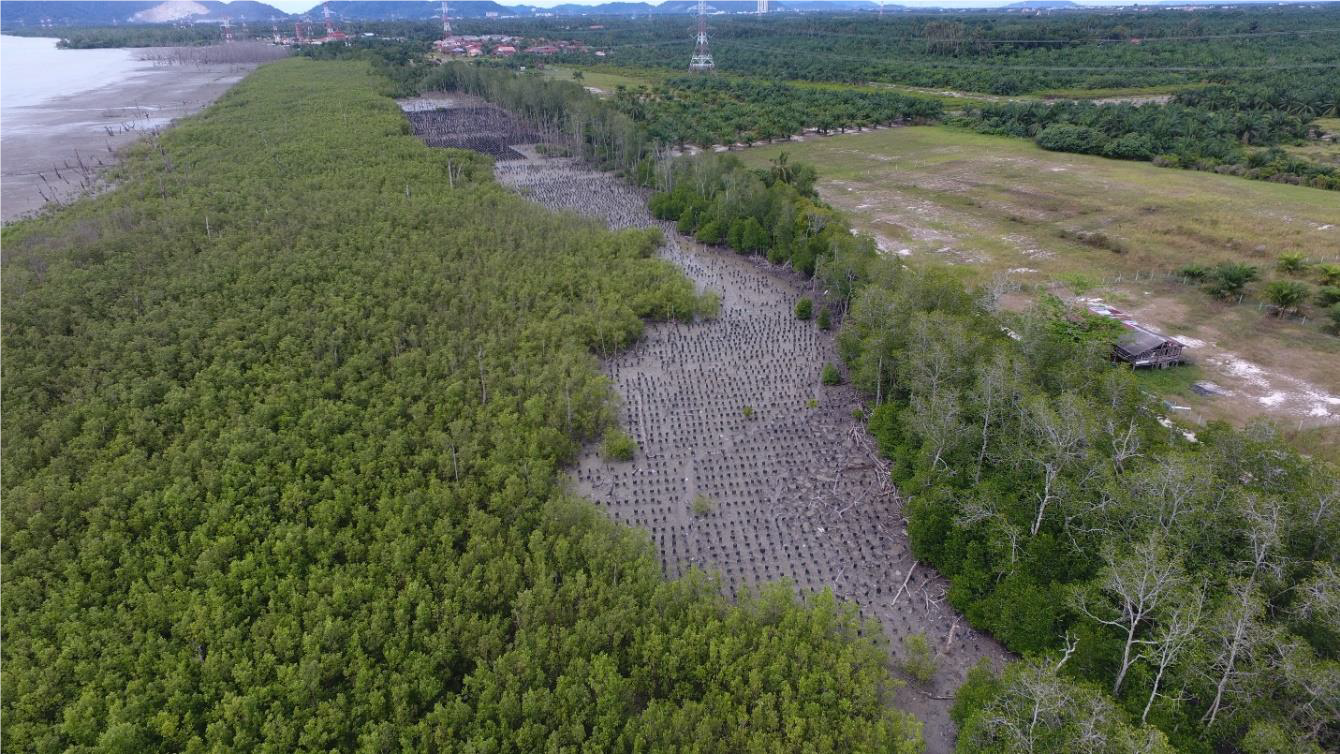 Mangrove Rehabilitation (Tree Planting & Maintenance) In Sungai Limau, Lekir Perak