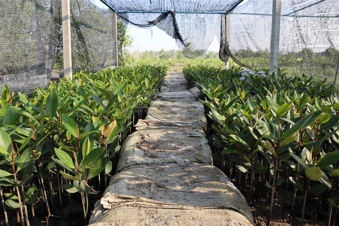 OCBC Bank’s Mangrove Tree Planting Project in Tebuk Mendeleng, Sabak Bernam Selangor