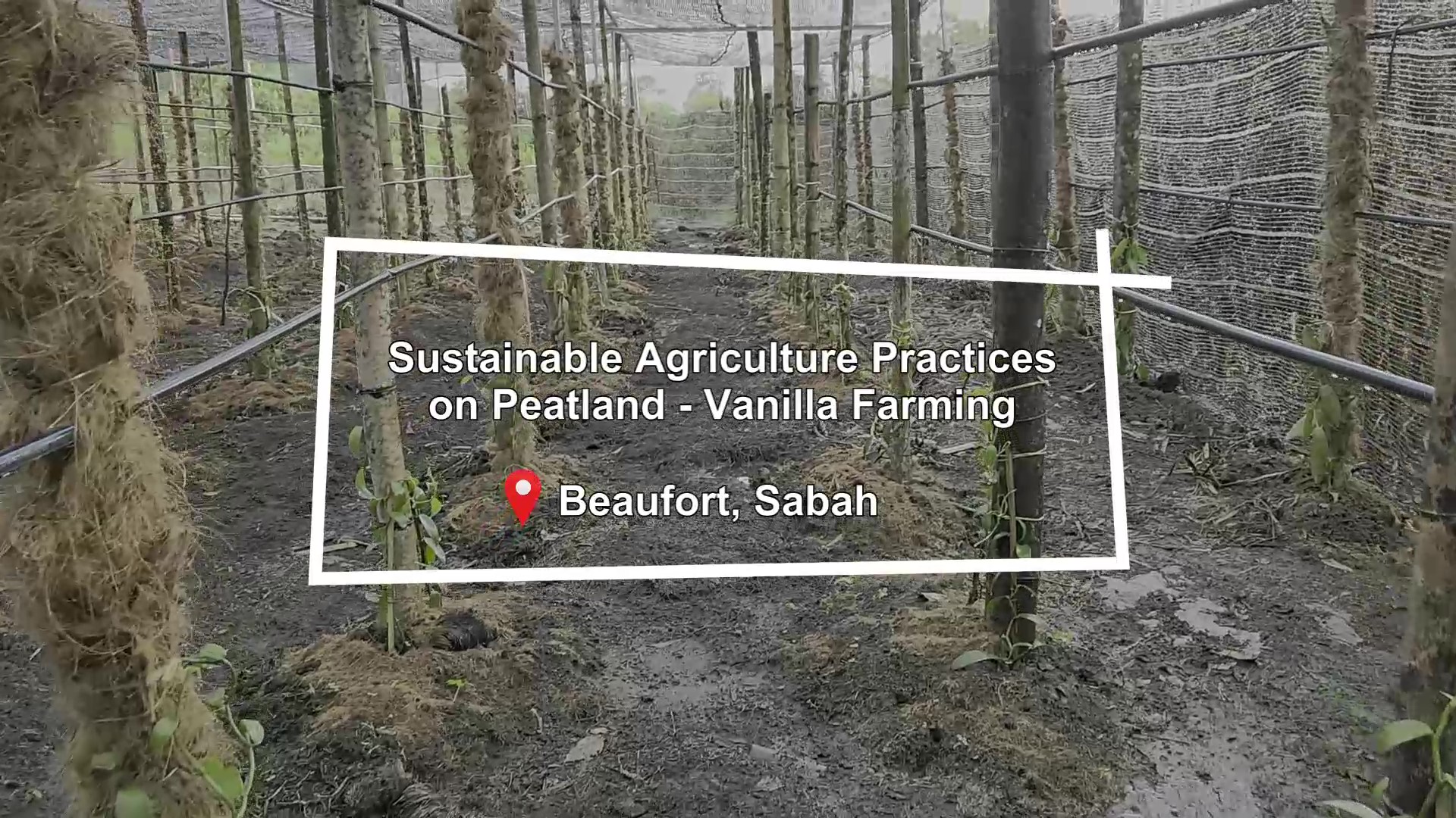 Sustainable agriculture practices on peatland: Vanilla farming