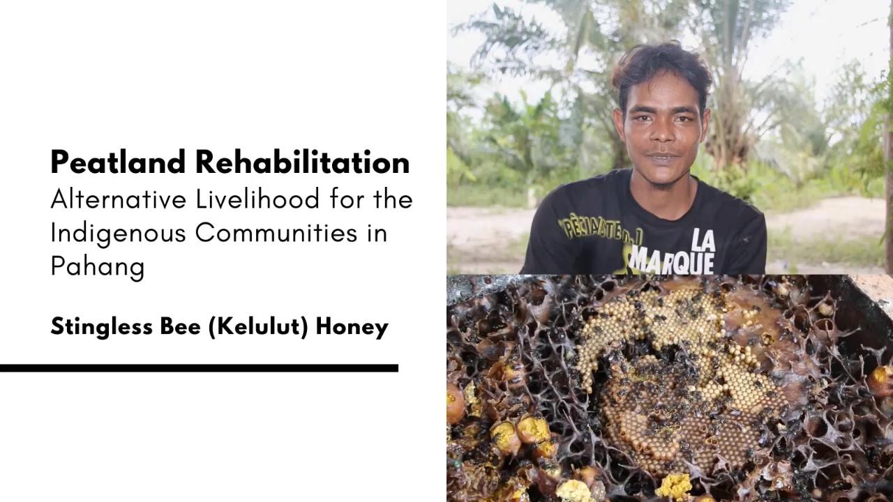 Alternative Livelihood through Kelulut Honey