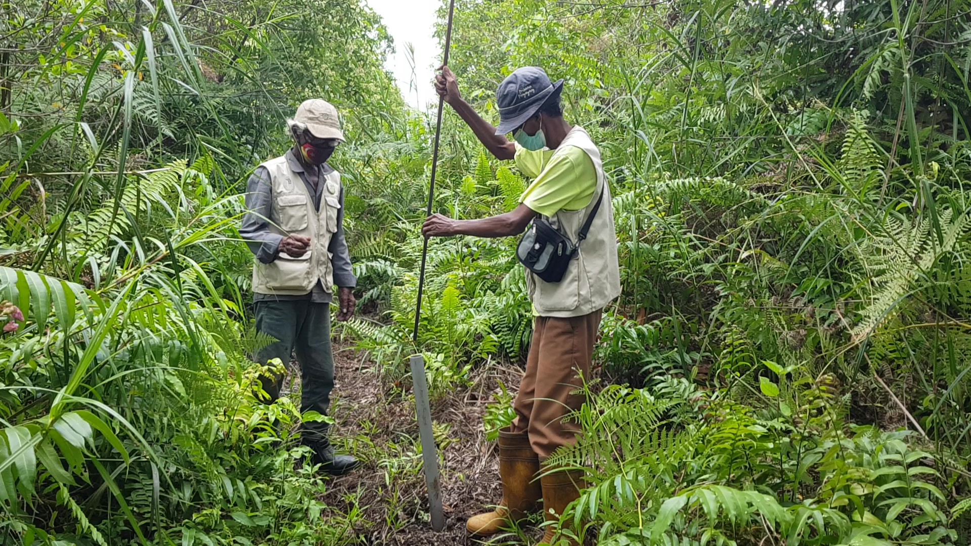 Peatland Rehabilitation by Indigenous Peoples in Kuala Langat North Forest Reserve