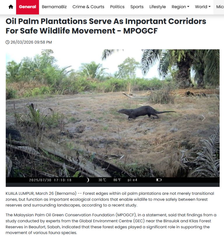 Oil Palm Plantations Serve As Important Corridors For Safe Wildlife Movement – MPOGCF