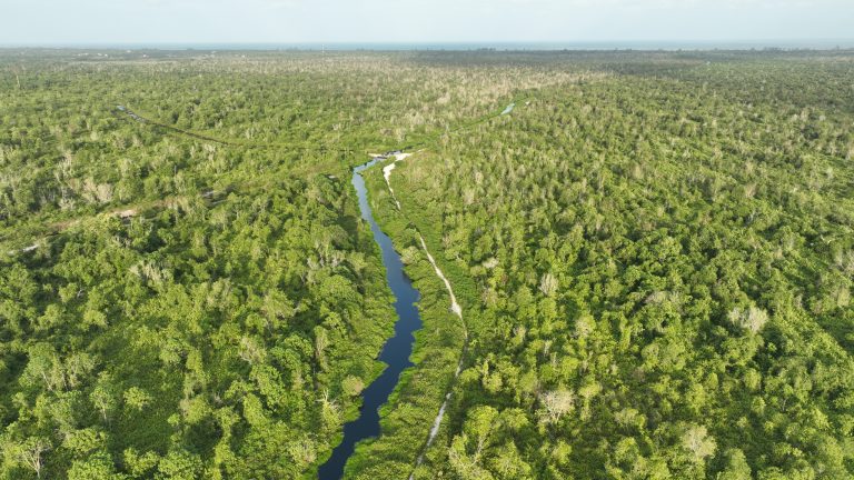 GEC & YPPH celebrate success of peatland recovery project in Pahang