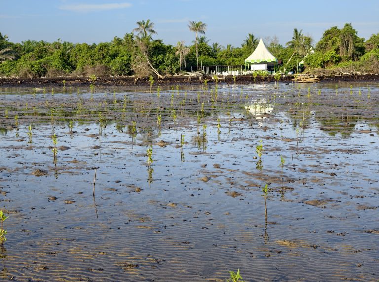 Community-Led Mangrove Restoration by Yayasan Gambut, Global Environment Centre and Aramco Singapore Reaches New Phase in Riau Province